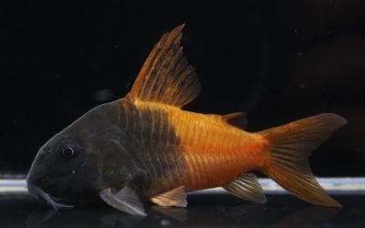 ビーコンコロール　ハイフィンタイプ