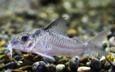 ヴィクトリア　ローライマ