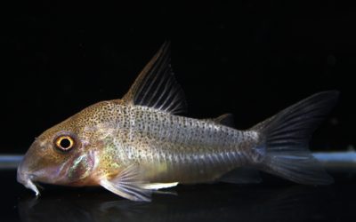 スターダストアウル スリナム