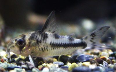 ボエセマニー ブリード