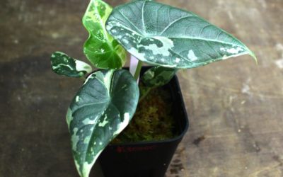 アロカシア　マハラニ　アルボ