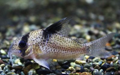 sp．ブラックペッパー　ローライマ