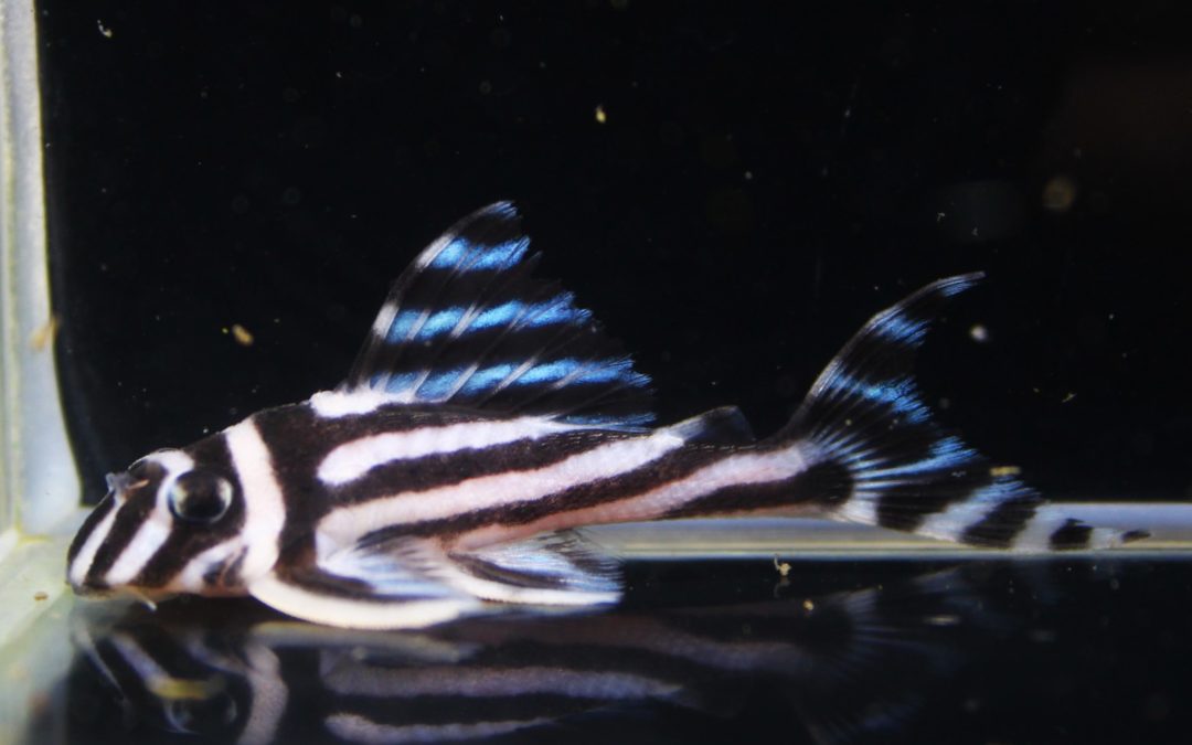 インペリアルゼブラプレコ　笑ニャンブリード