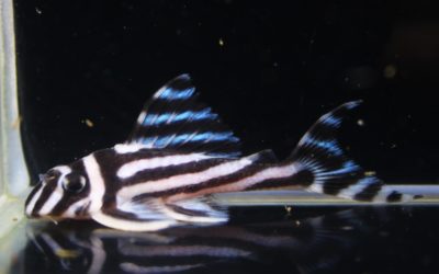 インペリアルゼブラプレコ　笑ニャンブリード