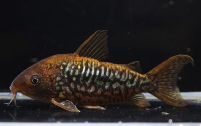 パンタナルエンシスWild