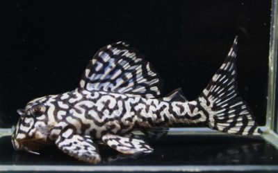 第二メロンF2　TRブリード