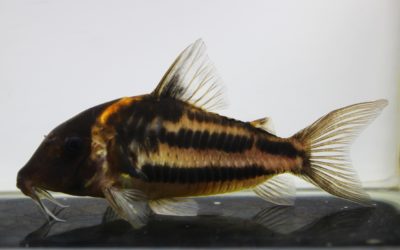 ビファシアータス