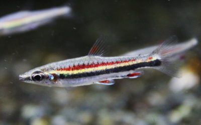 レッドブルペンシルテトラ　タパジョス