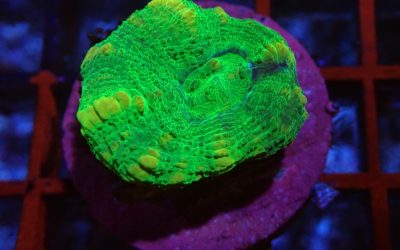 スコリミア フラグ グリーン