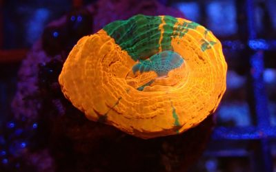 スコリミア フラグ ユニーク