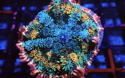 海水生物 | AQUASHOP つきみ堂