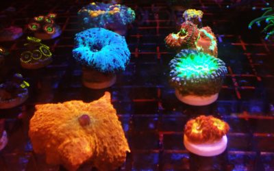 CareFrag Selection Bali Shipのサンゴ達