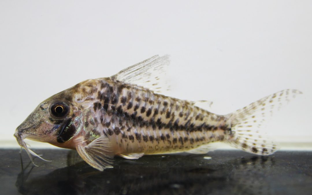 ｓｐ．オリシミナ　トロンベタス