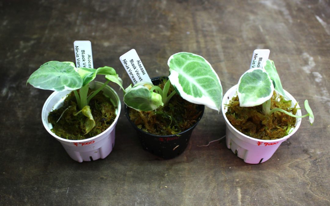 アロカシア　ブラックベルベット　ニンジャ　斑入り