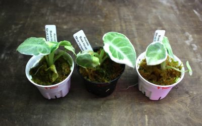 アロカシア　ブラックベルベット　ニンジャ　斑入り