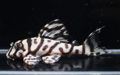 　♂O-1×♀JⅡMメロン　HGブリード