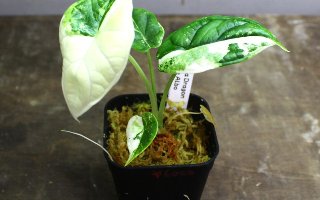 アロカシア　ドラゴンスケール　アルボ