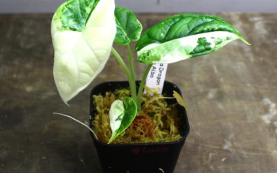 アロカシア　ドラゴンスケール　アルボ