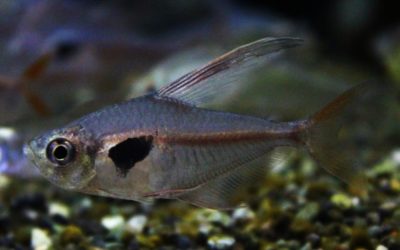 Hy.エピカリス　極上