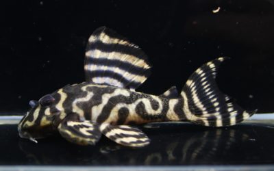 L333Wild2016年カミハタ現地セレクト便F1　ヤマトブリード