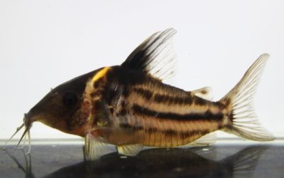 スリーラインビファシアータス