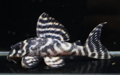 　♂L333Wild2016年カミハタ現地セレクト×♀83’SL333WildメガF1　ヤマトブリード