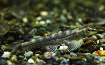 グリーンジェットダータテトラ　タパジョス