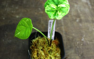 アロカシア　ドラゴンスケール　斑入り