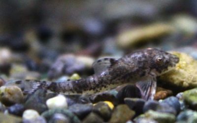 ブラックサンダーオトシン　リオカショーホ