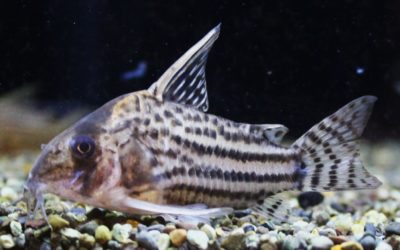 ウルトラシュワルツィ パッシアー