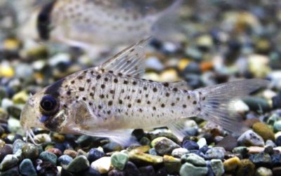 ラージスポットアトロペルソナータス