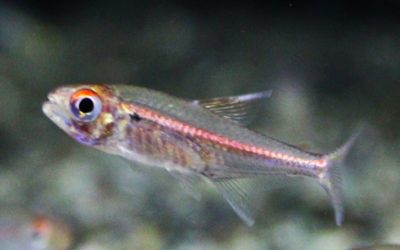 パープルレッドラインテトラ　クーセウェイネリバー