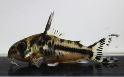 ボエセマニーWild