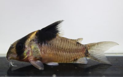 ビコロール　スリナム