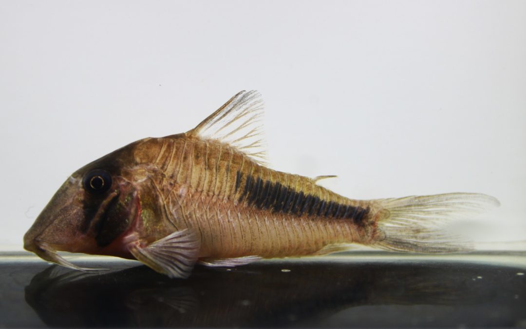 アマパエンシス