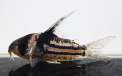 コルレア　ブリード