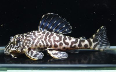 クィーンインペリアルタイガープレコ