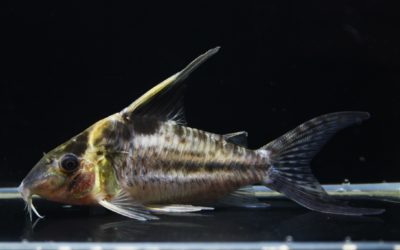 ロブスタス　ハイフィン