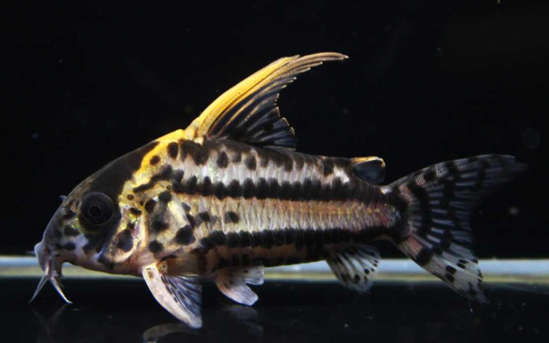 スーパーシュワルツィ　ラブレア