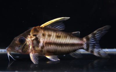 スーパープルケール　ラブレア