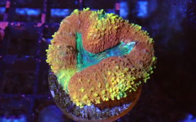 ハナガタサンゴ