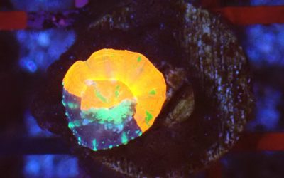 スコリミア オージーブリード