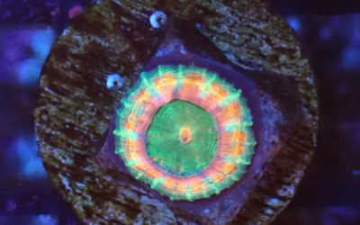 カクオオトゲキクメイシ オージーブリード