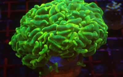 ナガレハナサンゴ オージー便