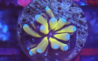 24Kゴールド ハナサンゴBABY オージーブリード