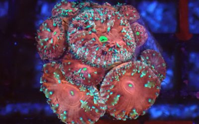 オオタバサンゴ