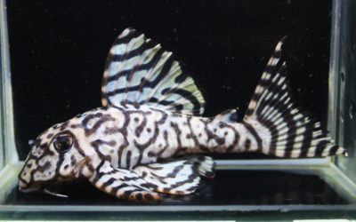 L333スペシャルNo.1系×No.2系　F2