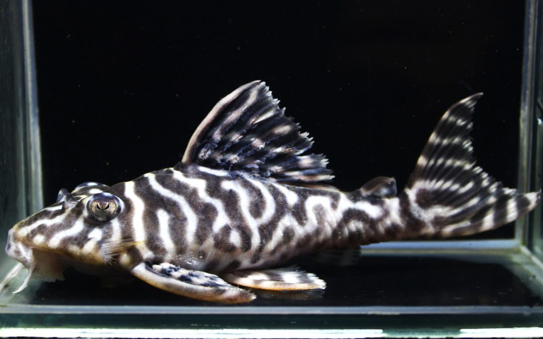 オマケVer.1sp　F2