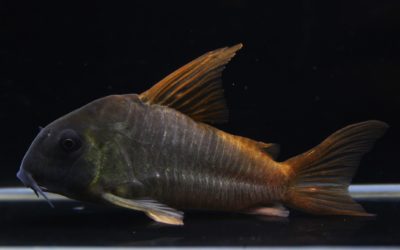 ジャンボコンコロール